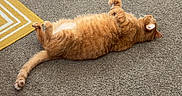 Morris joined the competition — help win amazing prizes! cat, orange_cat, carpet, indoor, floor, storage_bin, clothing, slipper, toy_ball, relaxing, pet, feline, fur, domestic_animal, home, casual, cozy, brown, sprawled, belly_up