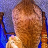 cat, ginger_cat, wooden_chair, carpet, licking, tongue_out, indoor, feline, pet, fur, texture, blue_light, top_view, animal, whiskers, seat, home, domestic, curiosity, playful