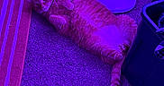 Morris is registered to the contest to win money with this photo: animal, carpet, cat, cozy, curious, domestic, fan, feline, floor, household, indoor, lying_down, orange_tabby, pet, purple_lighting, relaxed, rug, striped_rug, tail, whiskers