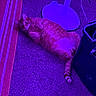Morris is registered to the contest to win money with this photo: cat, orange_tabby, carpet, rug, indoor, pet, floor, purple_lighting, fan, relaxed, animal, feline, striped_rug, tail, whiskers, curious, lying_down, domestic, household, cozy