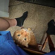 Morris joined the competition — help win amazing prizes! cat, orange_cat, carpet, chair, human_leg, black_sock, blue_clothing, wooden_chair, indoor, looking_up, whiskers, pet, feline, curious, floor, home, animal, domestic_cat, person, heart_doodle