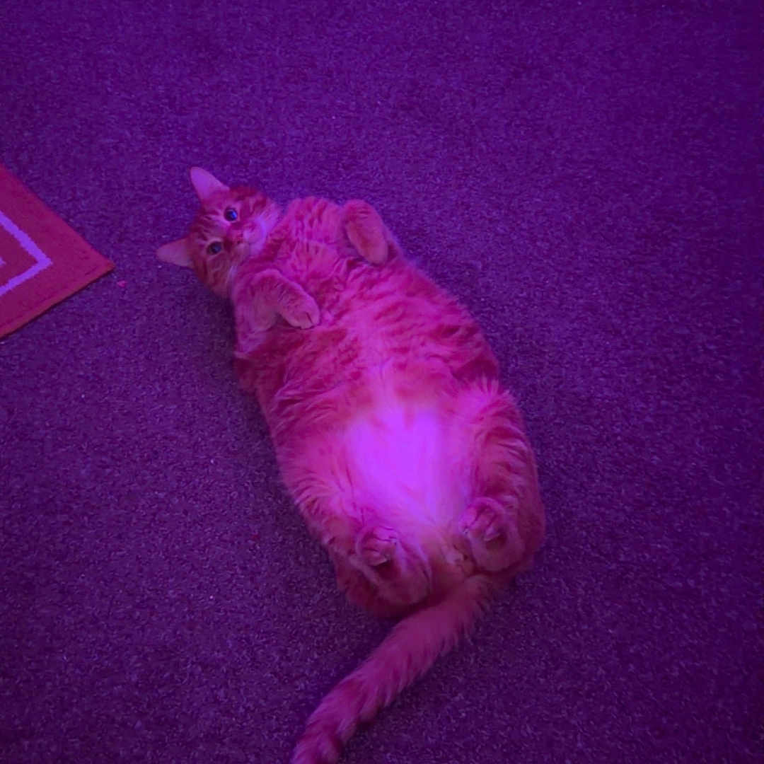 Morris joined the competition — help win amazing prizes! cat, orange_tabby, carpet, purple_light, indoor, lying_down, pet, fur, tail, paws, shoes, clothing, basketball, room, floor, casual, cute, relaxed, animal, domestic