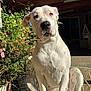 dog, white_dog, sitting, outdoor, patio, metal_chair, sunlight, garden, plants, greenery, fence, wooden_roof, calm, pet, animal, daylight, close_up, portrait, domestic_animal, nature