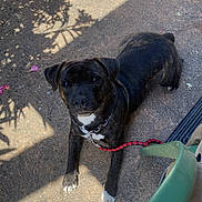 Shiva a rejoint le concours — aidez-le/la à gagner de superbes lots ! dog, brindle, leash, concrete, shadow, sunlight, outdoor, pet, canine, white_paws, white_chest, collar, resting, looking_up, nature_shadow, daylight, animal, fur, ears, face
