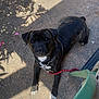 dog, brindle, leash, concrete, shadow, sunlight, outdoor, pet, canine, white_paws, white_chest, collar, resting, looking_up, nature_shadow, daylight, animal, fur, ears, face