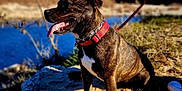 Shiva a rejoint le concours — aidez-le/la à gagner de superbes lots ! dog, brindle, collar, red_collar, tongue_out, rock, river, outdoor, nature, sunny, mountain, grass, leash, pet, animal, canine, daytime, happy, side_view, landscape