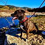 dog, brindle, collar, red_collar, tongue_out, rock, river, outdoor, nature, sunny, mountain, grass, leash, pet, animal, canine, daytime, happy, side_view, landscape