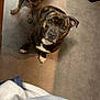 Shiva a rejoint le concours — aidez-le/la à gagner de superbes lots ! dog, brindle, pet, animal, indoor, floor, curious, looking_up, white_paws, companion, canine, two_dogs, close_up, domestic, cute, mammal, friend, household, waiting, adorable