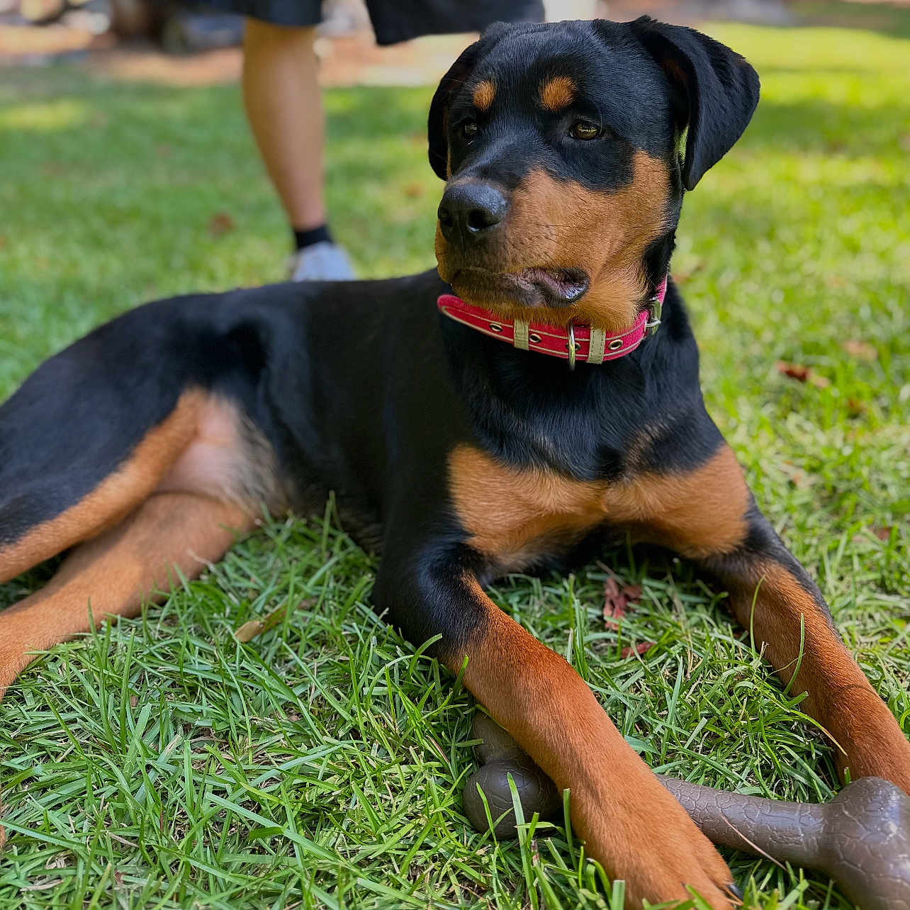 Coco is registered to the contest to win money with this photo: animal, black, blurred_background, bone, canine, closeup, collar, dog, grass, laying, nature, outdoor, pet, playful, puppy, rottweiler, summer, tan, toy, young