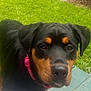 Coco is registered to the contest to win money with this photo: animal, black_fur, brown_fur, canine, closeup, collar, curious, daylight, dog, grass, looking, nature, outdoor, pet, pink_collar, portrait, puppy, rottweiler, wood, young
