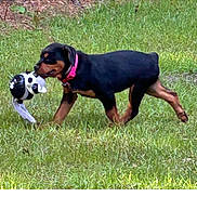 Coco is registered to the contest to win money with this photo: animal, black, brown, canine, collar, cute, dog, grass, grass_field, nature, outdoor, pet, playful, puppy, rottweiler, stuffed_animal, summer, toy, walking, young