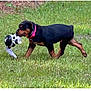 animal, black, brown, canine, collar, cute, dog, grass, grass_field, nature, outdoor, pet, playful, puppy, rottweiler, stuffed_animal, summer, toy, walking, young