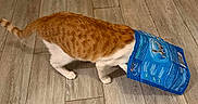 Cookie participe au concours pour gagner de l'argent avec cette photo : cat, orange_cat, white_cat, pet_food_bag, wooden_floor, door, indoor, curious_cat, animal, feline, domestic_cat, flooring, power_outlet, playful, head_in_bag, pet, kitten, striped_cat, exploring, house