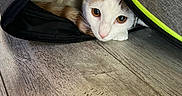 Cookie participe au concours pour gagner de l'argent avec cette photo : animal, backpack, cat, closeup, curious, eyes, floor, fur, head, hidden, indoor, orange_cat, peeking, pet, resting, soft_light, texture, white_cat, wooden_floor, zipper