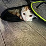 Cookie participe au concours pour gagner de l'argent avec cette photo : cat, backpack, zipper, floor, wooden_floor, curious, indoor, pet, animal, white_cat, orange_cat, resting, closeup, fur, eyes, head, peeking, hidden, soft_light, texture