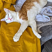 Cookie a rejoint le concours — aidez-le/la à gagner de superbes lots ! blanket, cat, clothes, comfortable, cozy, domestic_cat, feline, floor, fur, indoor, orange_cat, pet, relaxed, resting, sleeping, texture, wall, white_cat, wood_floor, yellow_blanket
