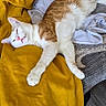 blanket, cat, clothes, comfortable, cozy, domestic_cat, feline, floor, fur, indoor, orange_cat, pet, relaxed, resting, sleeping, texture, wall, white_cat, wood_floor, yellow_blanket