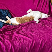 Cookie participe au concours pour gagner de l'argent avec cette photo : cat, feline, relaxed, stretching, couch, magenta, blanket, indoor, home, floor, wood_floor, bookshelf, shelf, cozy, pet, fur, resting, comfortable, white, orange
