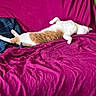 cat, feline, relaxed, stretching, couch, magenta, blanket, indoor, home, floor, wood_floor, bookshelf, shelf, cozy, pet, fur, resting, comfortable, white, orange