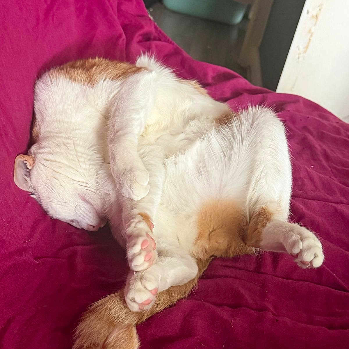 Cookie a rejoint le concours — aidez-le/la à gagner de superbes lots ! cat, sleeping, orange_and_white, fur, paws, tail, blanket, magenta, cozy, indoor, pet, resting, curled_up, relaxed, feline, animal, home, litter_box, floor, quiet