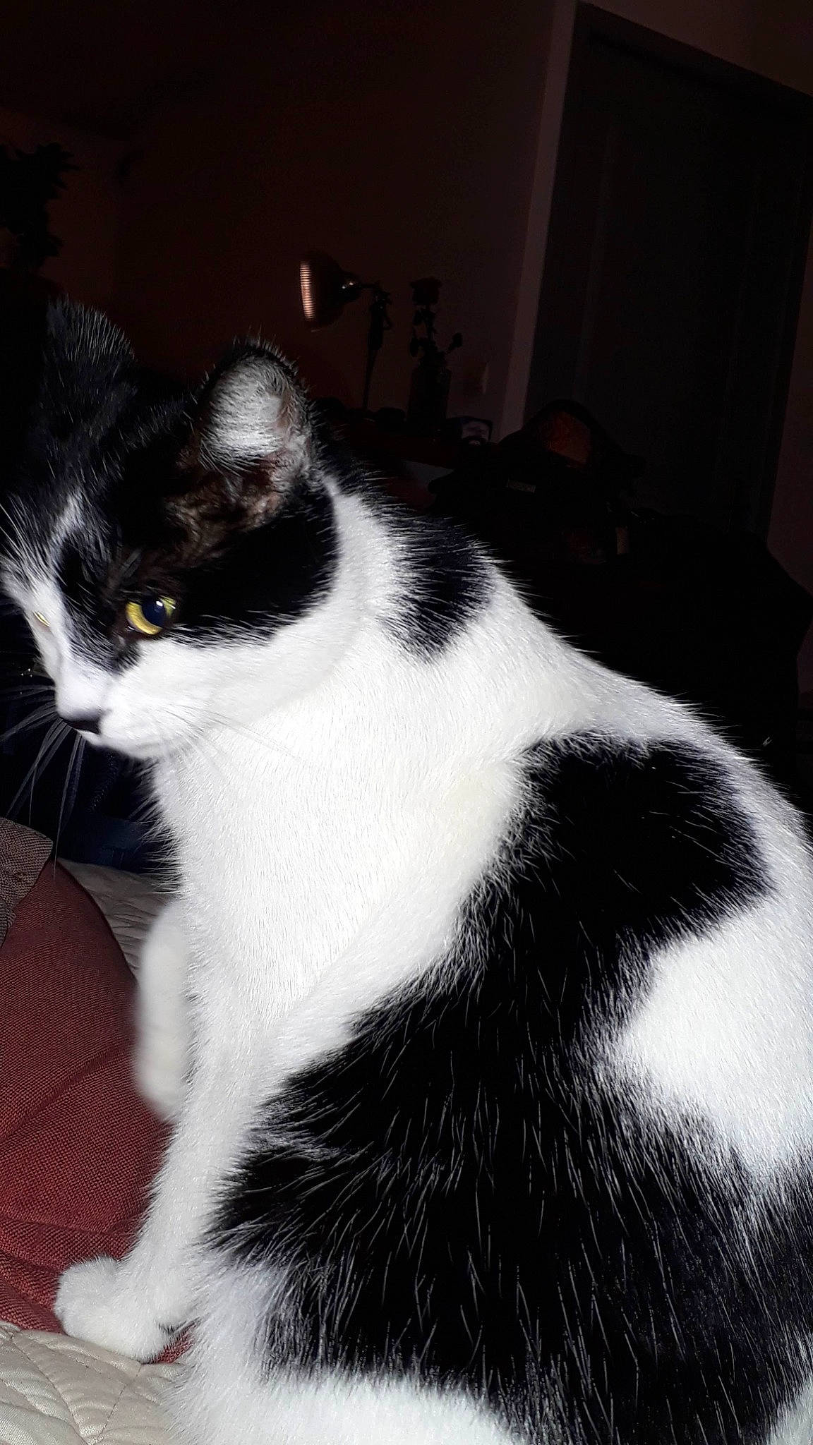 Caline participe au concours pour gagner de l'argent avec cette photo : carnivore, cat, comfort, domestic_short_haired_cat, felidae, flooring, fur, monochrome, monochrome_photography, small_to_medium_sized_cats, snout, tail, whiskers