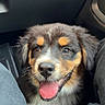 puppy, dog, canine, portrait, face, happy, smiling, tongue, fluffy, brown, black, white, tri_color, eyes, ears, nose, indoor, car_interior, back_seat, close_up