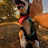 dog, high_five, bandana, harness, tattoo, hand, grass, tree, outdoor, sunlight, happy, pet, canine, nature, playing, animal, leash, summer, friendship, paw
