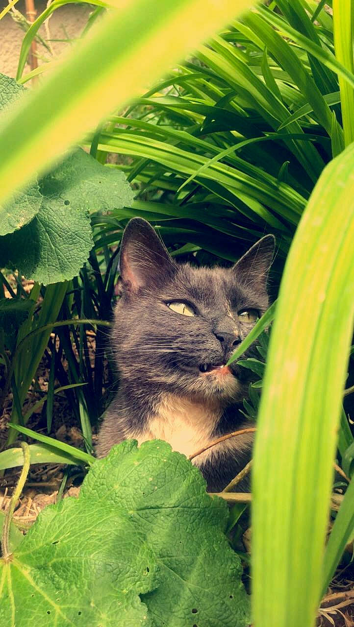 Scintille a rejoint le concours — aidez-le/la à gagner de superbes lots ! carnivore, cat, close_up, domestic_short_haired_cat, eye, fawn, felidae, fur, grass, green, leaf, organism, plant, small_to_medium_sized_cats, snout, sunlight, tail, terrestrial_animal, terrestrial_plant, whiskers