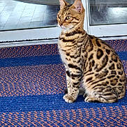 Pepper Abigail is registered to the contest to win money with this photo: cat, bengal_cat, animal, pet, sitting, striped, spotted, fur, indoor, mat, blue, orange, door, glass, reflection, floor, alert, whiskers, ears, side_view