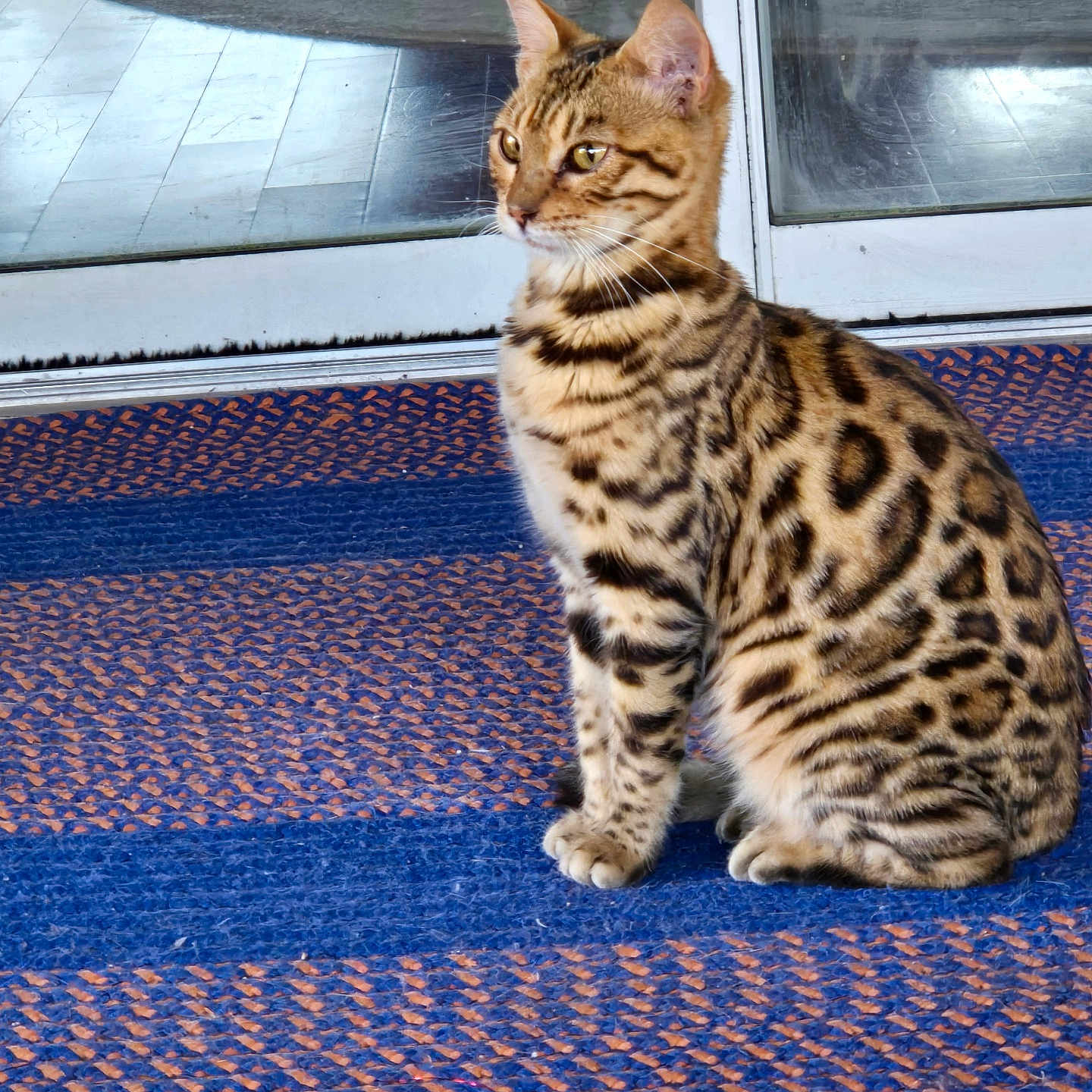 Pepper Abigail is registered to the contest to win money with this photo: alert, animal, bengal_cat, blue, cat, door, ears, floor, fur, glass, indoor, mat, orange, pet, reflection, side_view, sitting, spotted, striped, whiskers