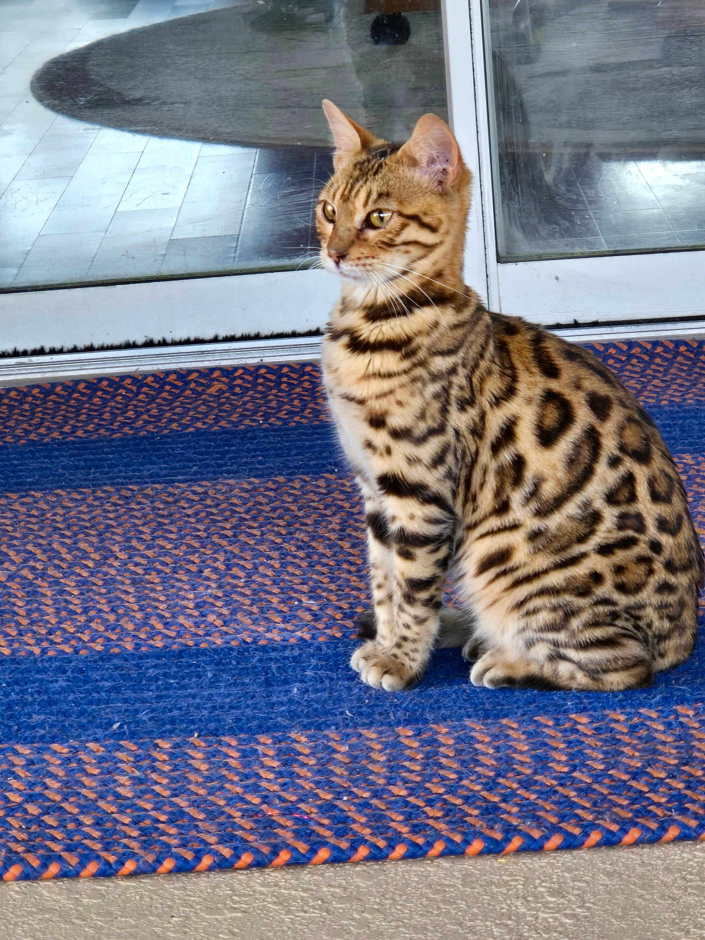Pepper Abigail is registered to the contest to win money with this photo: cat, bengal_cat, animal, pet, sitting, striped, spotted, fur, indoor, mat, blue, orange, door, glass, reflection, floor, alert, whiskers, ears, side_view