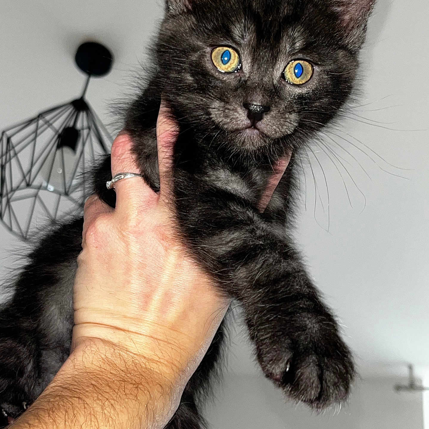 Ukiyo participe au concours pour gagner de l'argent avec cette photo : abyssinian, animal, bodypart, cat, finger, hand, kitten, manx, person, pet, wrist