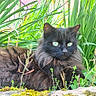 Onyx a rejoint le concours — aidez-le/la à gagner de superbes lots ! angora, animal, bird, blackbird, blackcat, cat, field, flower, grass, grassland, herbal, herbs, leaf, manx, nature, outdoors, pet, plant, pottedplant, vegetation