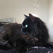 Onyx participe au concours pour gagner de l'argent avec cette photo : cat, black_cat, long_hair, fluffy, feline, pet, animal, blue_eyes, whiskers, pointed_ears, lying_down, relaxed, bed, blanket, indoor, portrait, bubbles, dramatic_lighting, close_up, black_fur