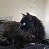 cat, black_cat, long_hair, fluffy, feline, pet, animal, blue_eyes, whiskers, pointed_ears, lying_down, relaxed, bed, blanket, indoor, portrait, bubbles, dramatic_lighting, close_up, black_fur