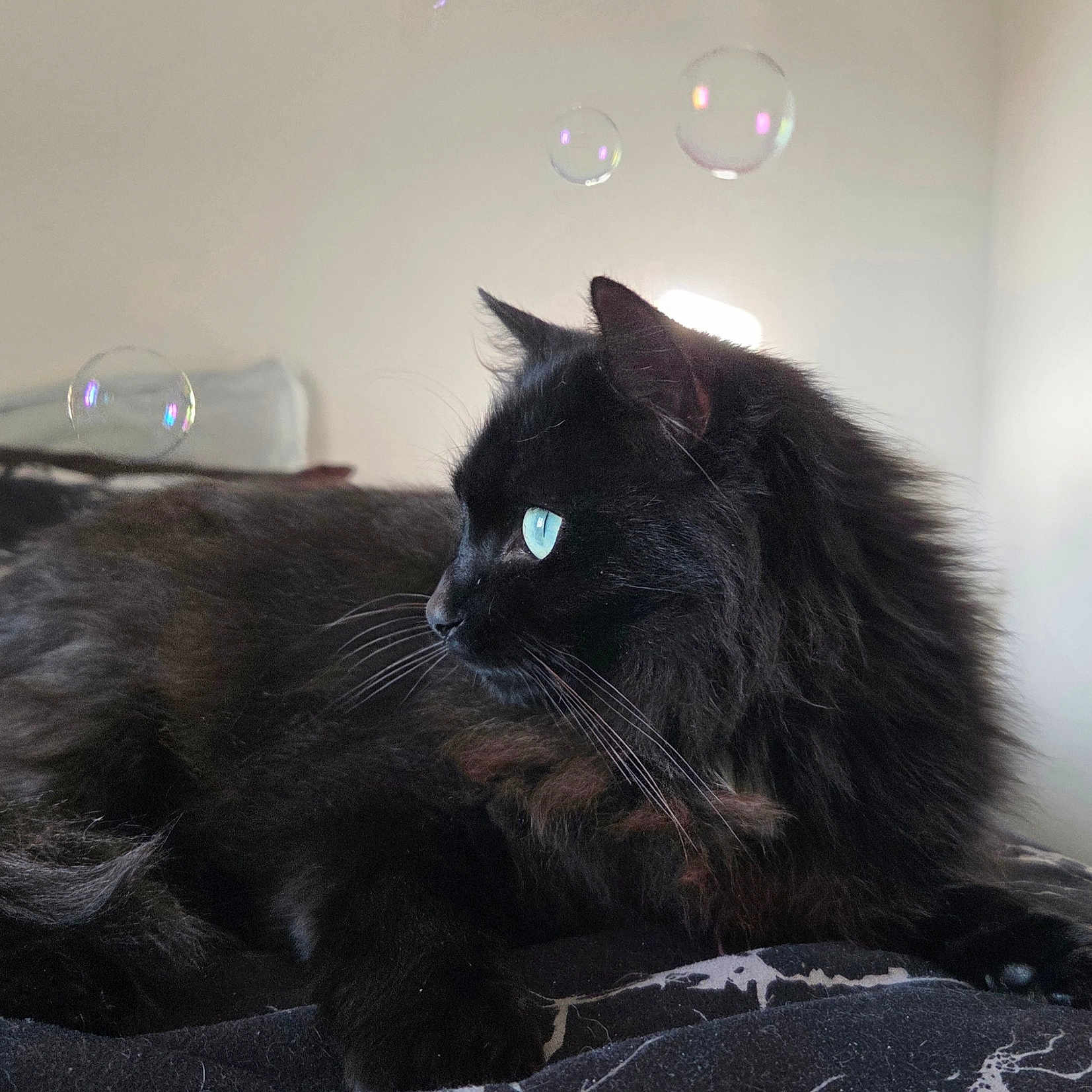 Onyx
