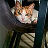 cat, calico_cat, pet, animal, feline, face, eyes, ears, paws, whiskers, chair, cushion, table, furniture, indoor, home, wood_floor, black, white, orange
