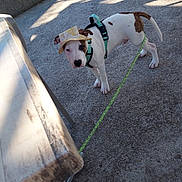 Rio participe au concours pour gagner de l'argent avec cette photo : animal, brown, concrete, curious, dog, footwear, hat, leash, leash_tied, outdoor, patio, person, pet, puppy, sandals, shadow, sneakers, sunlight, table, white