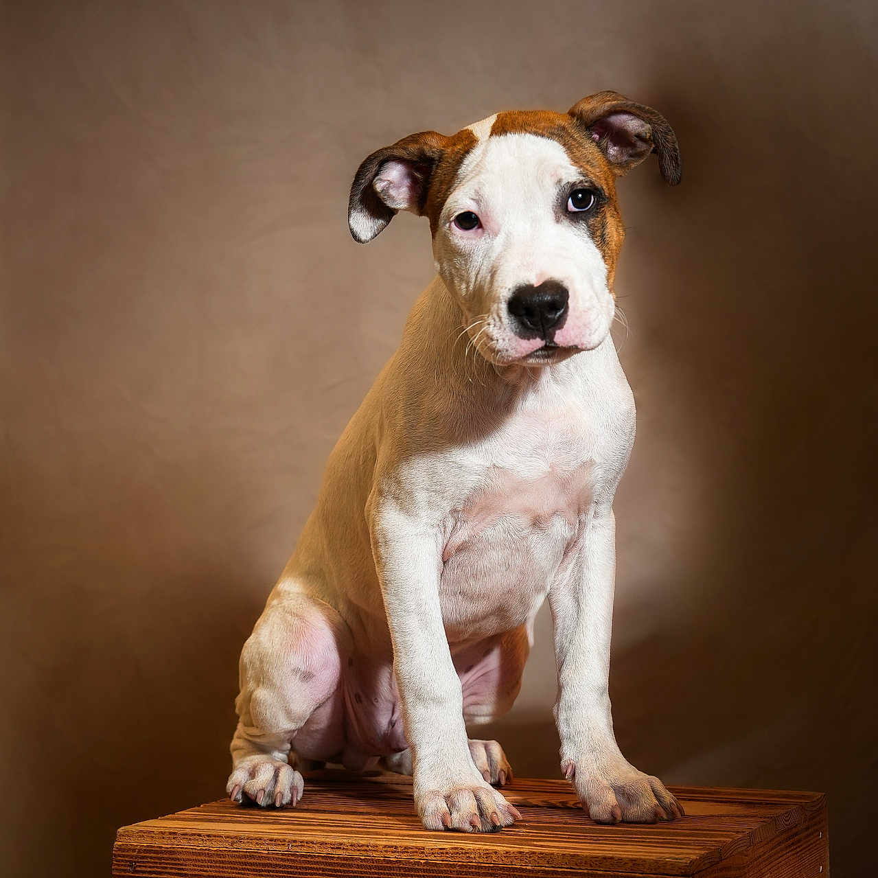 Rio a rejoint le concours — aidez-le/la à gagner de superbes lots ! animal, background, brown, canine, cute, dog, domestic_animal, ears, fur, indoor, looking, paw, pet, portrait, puppy, sitting, studio, white, wooden_crate, young