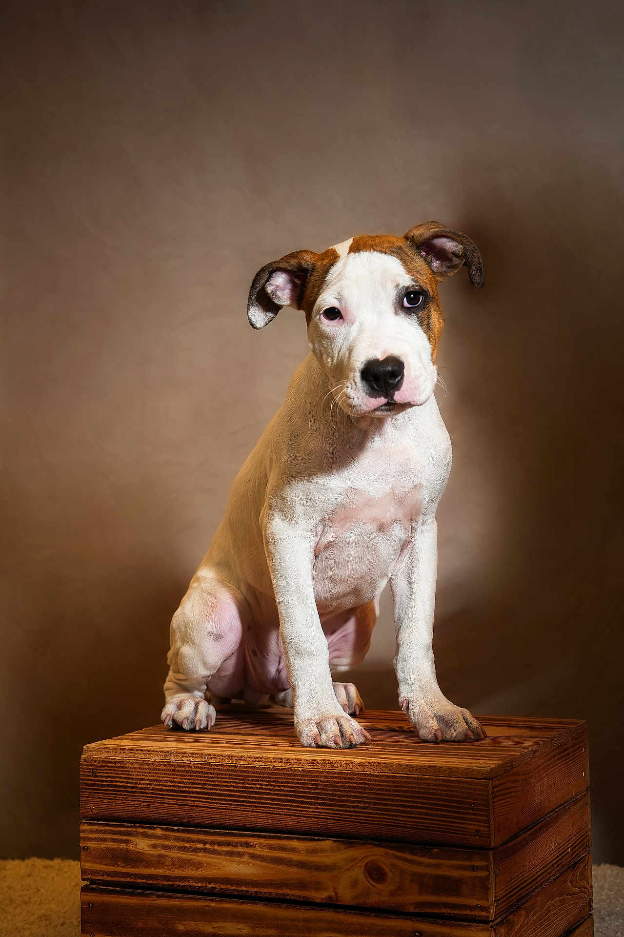 Rio a rejoint le concours — aidez-le/la à gagner de superbes lots ! animal, background, brown, canine, cute, dog, domestic_animal, ears, fur, indoor, looking, paw, pet, portrait, puppy, sitting, studio, white, wooden_crate, young