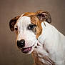 Rio a rejoint le concours — aidez-le/la à gagner de superbes lots ! animal, background, brown_coat, canine, close_up, cute, dog, domestic_animal, ears, expression, friendly, fur, looking_away, mouth, muzzle, nose, pet, portrait, studio_light, white_coat