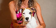 Rio participe au concours pour gagner de l'argent avec cette photo : accessories, brown_hair, carpet, casual, dog, earrings, fashion, gold_bracelet, holding, indoor, jewelry, light_skin, neutral_background, pet, portrait, puppy, short_sleeves, smiling, sunglasses, woman