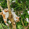 adventure, animal, branch, cat, climbing, closeup, curious, cute, daylight, fur, green_leaves, mammal, nature, orange_and_white_cat, outdoor, pet, playful, tree, whiskers, wildlife