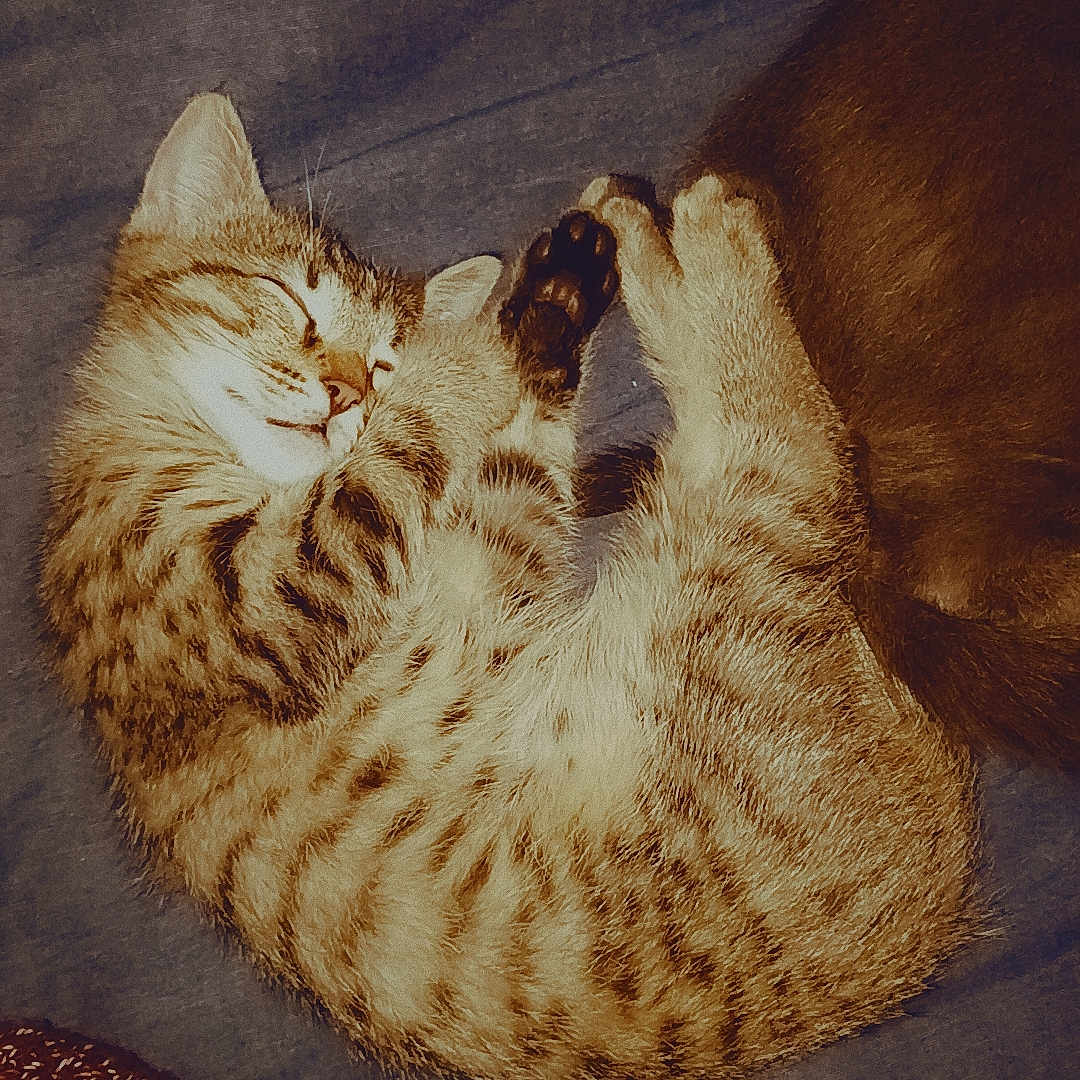 Damon participe au concours pour gagner de l'argent avec cette photo : kitten, cat, sleeping, curled_up, tabby, fur, pet, cozy, resting, companion, brown, soft_surface, indoor, cute, animal, feline, peaceful, close_up, domestic_cat, relaxation