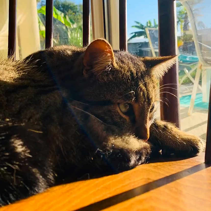 Swaggy participe au concours pour gagner de l'argent avec cette photo : animal, cat, closeup, daylight, ears, furniture, indoor, nature, outdoor, peaceful, pet, plants, relaxing, resting, shadow, sunlight, tabby_cat, whiskers, window, wooden_surface