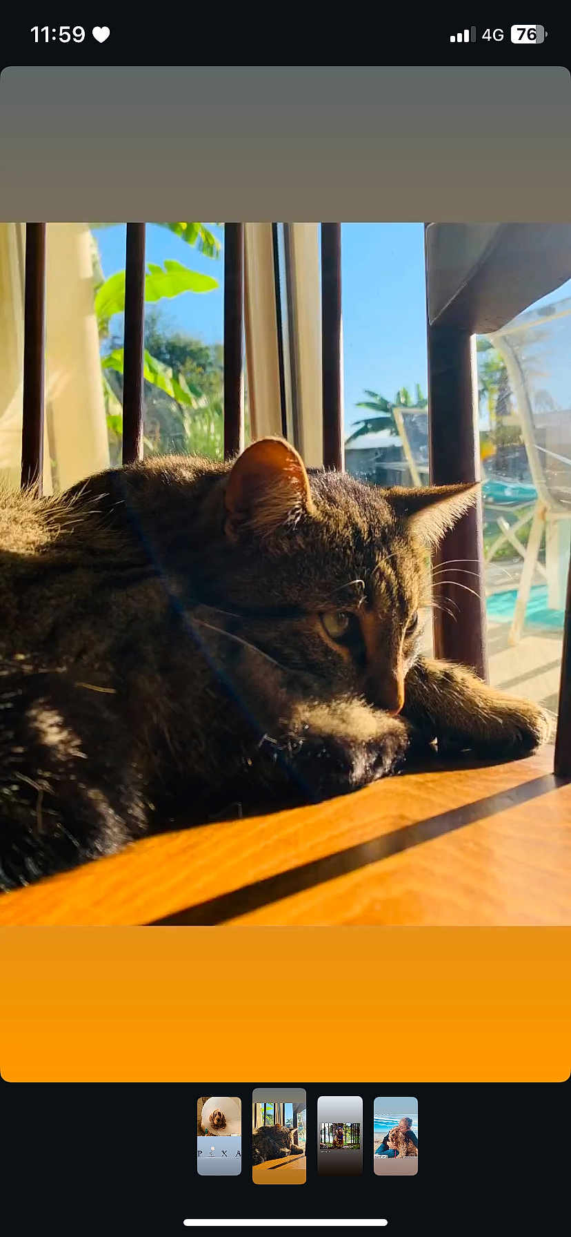 Swaggy participe au concours pour gagner de l'argent avec cette photo : cat, tabby_cat, sunlight, window, wooden_surface, indoor, outdoor, plants, furniture, pet, animal, relaxing, daylight, shadow, ears, whiskers, closeup, resting, nature, peaceful