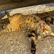 Swaggy a rejoint le concours — aidez-le/la à gagner de superbes lots ! cat, tabby, animal, pet, outdoor, sunlight, concrete, playful, lying_down, tongue, mouth_open, whiskers, paw, fur, relaxed, daylight, vehicle_underside, gravel, shadow, stretching