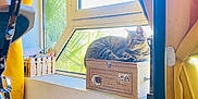 Swaggy a rejoint le concours — aidez-le/la à gagner de superbes lots ! animal, bright_light, cat, cozy, curtains, domestic, feline, home_decor, indoor, natural_light, pet, plants, relaxing, resting, sunlight, tabby_cat, window, window_sill, wooden_box, yellow_curtains