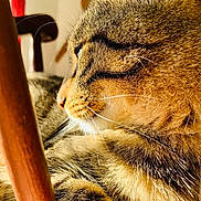 Swaggy a rejoint le concours — aidez-le/la à gagner de superbes lots ! animal, cat, close_up, cozy, cute, domestic_cat, feline, fur, indoor, mammal, pet, profile, relaxing, soft_focus, striped, sunlight, tabby, warm_light, whiskers, wooden_furniture