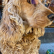 Lover participe au concours pour gagner de l'argent avec cette photo : animal, close_up, curly_fur, dog, eye, fur, glasses, golden_color, mammal, nose, outdoor, pavement, pet, portrait, reflection, shoe, side_view, snout, thoughtful, wooden_wall